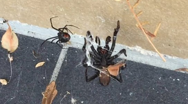 El veneno de estas arañas puede matar a un hombre en 15 minutos