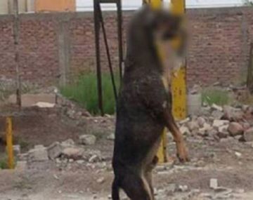 Un horror: ahorcaron con un fierro en la boca a un perro y lo dejaron colgando
