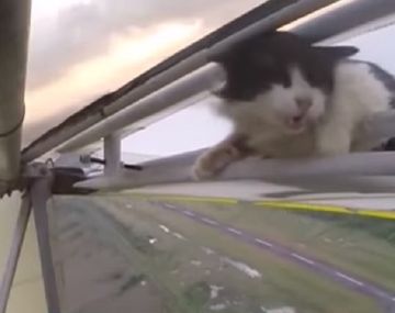 Un gato escondido en una avioneta