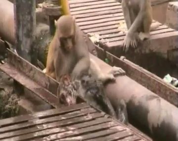 El intento de un mono por salvar a otro