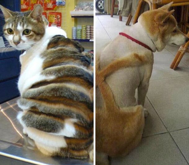 ¿Crueldad o moda original? Los cortes de pelo más extraños para animales