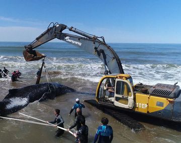Rescate de una ballena en Mar del Tuyú - Crédito: Fundación Mundo Marino