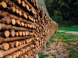 Las solicitudes de exportación de productos madereros crecieron durante enero y febrero. Las solicitudes de exportación de productos madereros crecieron durante enero y febrero.