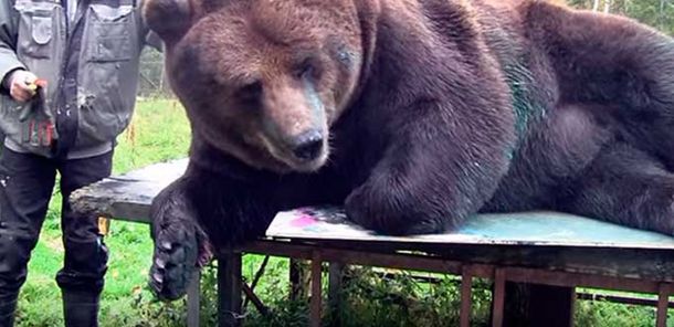 ¿Comprarías una obra de arte pintada por un oso? Mirá el increíble talento de Juuso