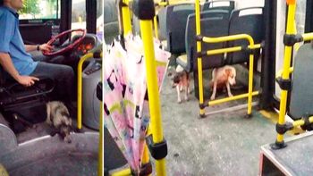 La imagen del colectivero héroe La imagen del colectivero héroe