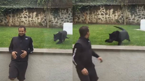 Juego mortal: un jaguar negro mostró su talento innato para la caza