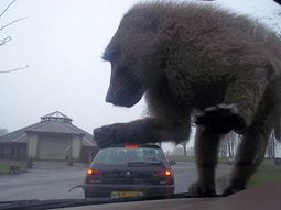 Baboon