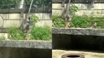 tragedia en un zoologico en brasil: un intruso murio tras ser atacado por una leona tragedia en un zoologico en brasil: un intruso murio tras ser atacado por una leona