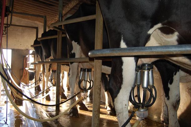 Empresas lácteas argentinas evalúan la importación de leche desde Uruguay.