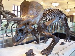 Triceratops 01