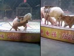 El dramático momento en que un león y un tigre atacan a un caballo en pleno circo