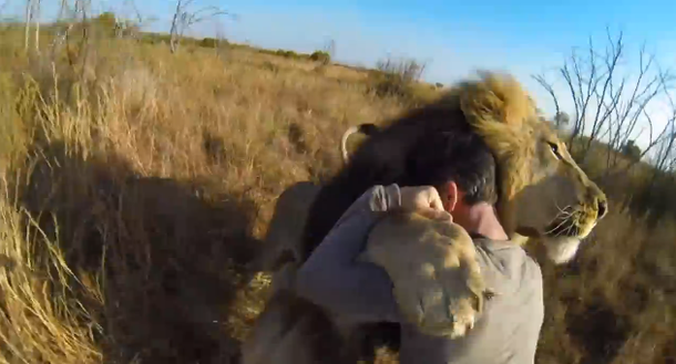 Graban en video el amor de dos leones y su entrenador