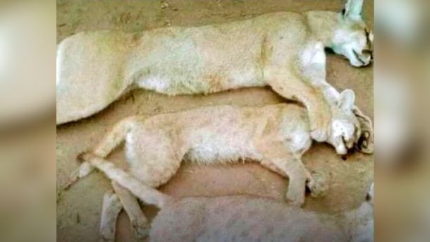 Indignante: rompió la cuarentena para ir a cazar y mató a un puma y sus crías