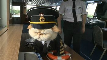 este gato se convirtio en el capitan favorito de los turistas en rusia este gato se convirtio en el capitan favorito de los turistas en rusia