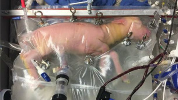 Lograron que el feto se desarrollara en un útero artificial