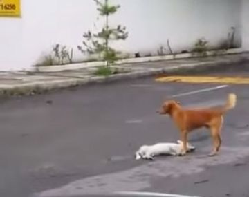 Un perro protege a otro atropellado