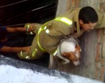 Emocionante rescate a una perra que vivió sola desde que murió su dueña