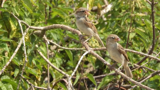 Oír el canto de los pájaros es uno de los momentos más felices para las personas. Oír el canto de los pájaros es uno de los momentos más felices para las personas.
