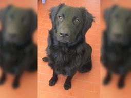 La triste historia del perro al que abandonaron por la crisis: Mi familia ya no me puede mantener