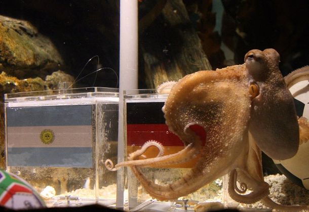 0629_pulpo_alemania_afp_g6