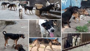 tras desalojo, perros y gatos, en la calle tras desalojo, perros y gatos, en la calle
