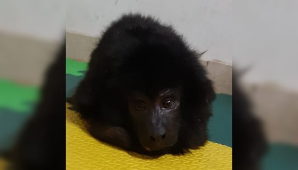 Trasladarán a Coco, el mono rescatado de una fiesta en Belgrano R