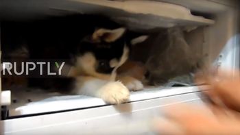 Un pequeño husky quiere estar en el congelador de la heladera Un pequeño husky quiere estar en el congelador de la heladera