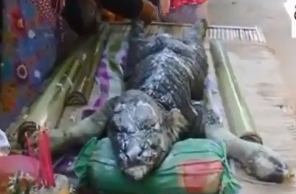 VIDEO: La aparición de un bufadrilo conmocionó a una aldea de Tailandia