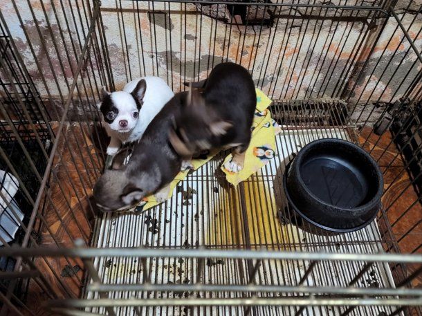 Clausuraron un criadero ilegal y rescataron a 133 perros