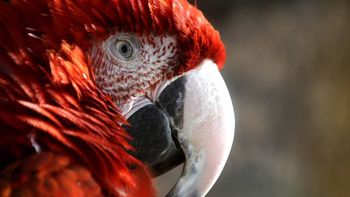 Foto: diario Los Andes. Foto: diario Los Andes.