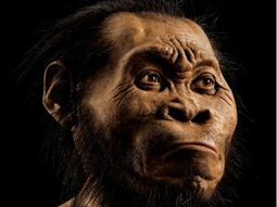 Descubren un nuevo antepasado del hombre en Sudáfrica: el Homo naledi