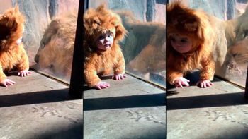 El bebe ni siquiera se asustó al ver al león El bebe ni siquiera se asustó al ver al león