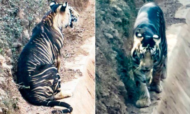 Las fotos fueron tomadas por Soumen Bajpayee y reproducidas por el Daily Mail