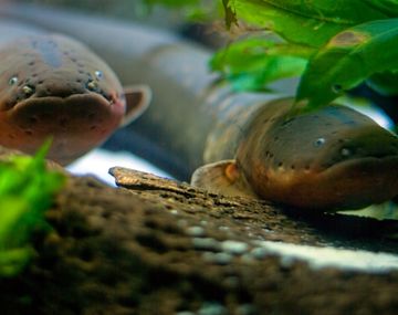 Descubren que las anguilas hipnotizan