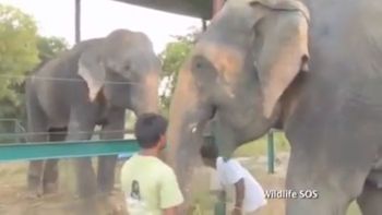 las lagrimas de un elefante que fue liberado tras 50 anos de cautiverio y torturas las lagrimas de un elefante que fue liberado tras 50 anos de cautiverio y torturas