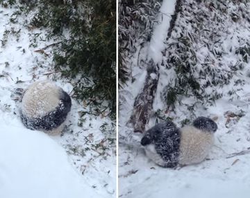 Excursión de un  panda por la nieve