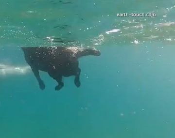 El perro que disfruta de nadar junto a sus amigos