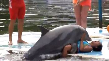 Nada de aguas frías para este delfín Nada de aguas frías para este delfín