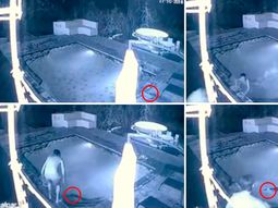 El ataque de un cocodrilo a una pareja en una pileta El ataque de un cocodrilo a una pareja en una pileta