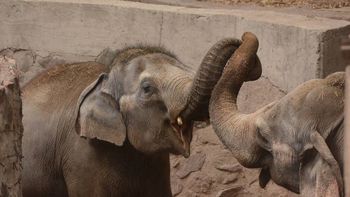 Trasladan elefantes del Zoo de Mendoza Trasladan elefantes del Zoo de Mendoza