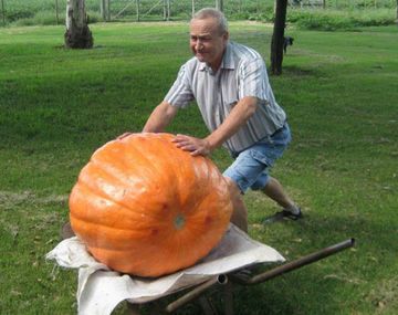 Cosechó un zapallo que pesa 74 kilos
