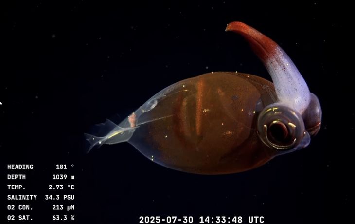 Exploración histórica en Mar del Plata: el profundo mar argentino que desató memes y asombro