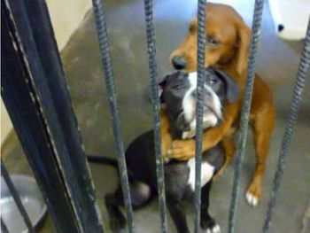 La tierna foto que salvó la vida de estos dos perros