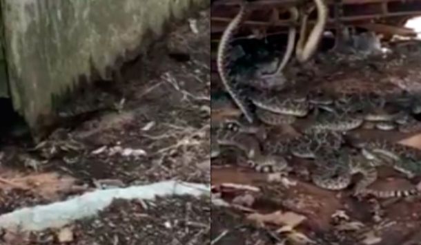 Escalofriante momento: vio una serpiente en su jardín, la siguió y se encontró con el peor escenario