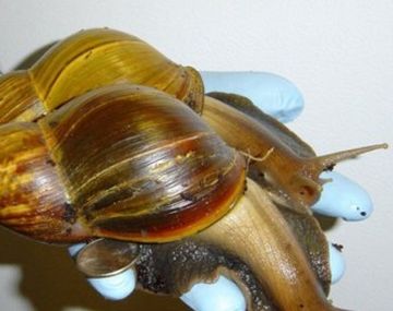 Alarma en Corrientes por un caracol gigante tóxico