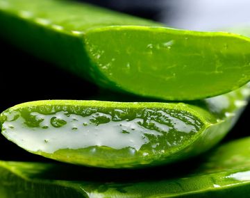 Aloe vera