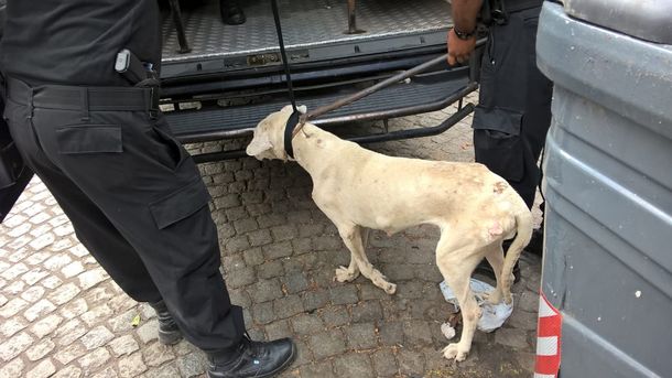 Rescataron a un perro e imputaron a la dueña por maltrato y crueldad animal