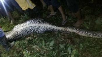 Akbar Salubiro yacía en el interior de esa pitón Akbar Salubiro yacía en el interior de esa pitón