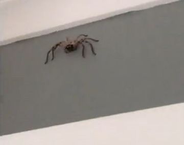 Filmaba una araña y terminó asustado