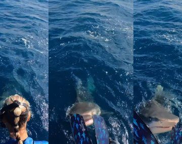 Viral: una buceadora esquivó el ataque de un tiburón